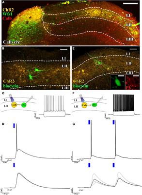 Neurogliaform cells mediate feedback inhibition in the medial entorhinal cortex